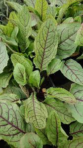 Image result for Rumex sanguineum