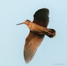 Attēlu rezultāti vaicājumam “Scolopax rusticola juvenile”