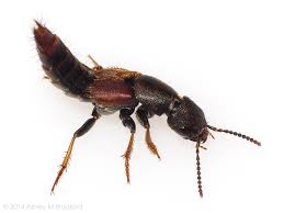 Attēlu rezultāti vaicājumam “Platydracus fulvipes”