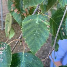 Attēlu rezultāti vaicājumam “Betula humilis leaf”