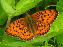 Attēlu rezultāti vaicājumam “Brenthis ino underside”