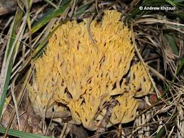 Attēlu rezultāti vaicājumam “Ramaria flava”