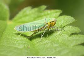 Attēlu rezultāti vaicājumam “Cicadella viridis”