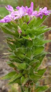 Attēlu rezultāti vaicājumam “Epilobium roseum flower”