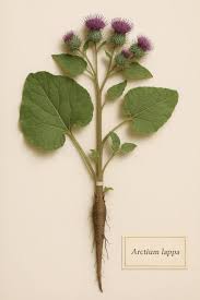 Attēlu rezultāti vaicājumam “Arctium lappa”