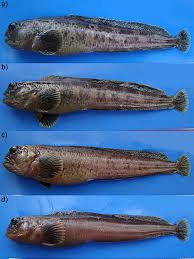 Image result for Anarhichas minor