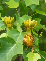 Attēlu rezultāti vaicājumam “Liriodendron tulipifera fruit”