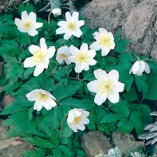 Image result for Buschwindröschen