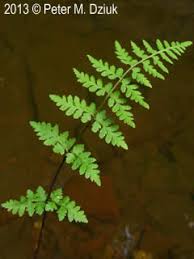 Attēlu rezultāti vaicājumam “Comatricha fragilis stalked”