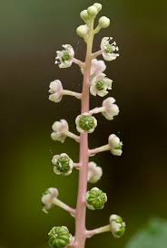 Attēlu rezultāti vaicājumam “Phytolaccaceae”