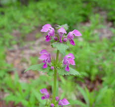 Attēlu rezultāti vaicājumam “Lamium maculatum”
