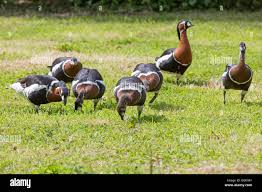 Attēlu rezultāti vaicājumam “Branta ruficollis adult”