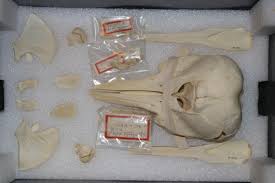 Image result for Leucopleurus acutus