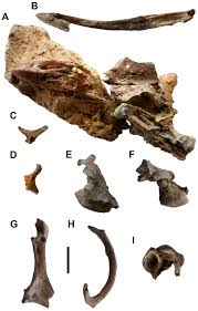 Attēlu rezultāti vaicājumam “Anseriformes”