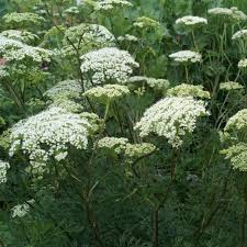 Attēlu rezultāti vaicājumam “Cenolophium denudatum leaf”