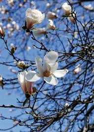 Attēlu rezultāti vaicājumam “Magnolia kobus flower”