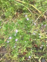 Image result for Satureja hortensis