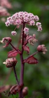 Attēlu rezultāti vaicājumam “Angelica sylvestris flower”