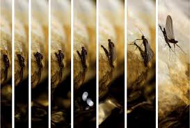 Attēlu rezultāti vaicājumam “Macrosteles sp. imago”