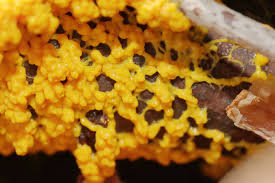 Attēlu rezultāti vaicājumam “Fuligo gyrosa macro”