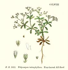 Attēlu rezultāti vaicājumam “Moehringia trinervia flower”