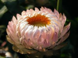 Image result for Strohblume