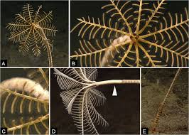 Attēlu rezultāti vaicājumam “Cribraria costata stalked”