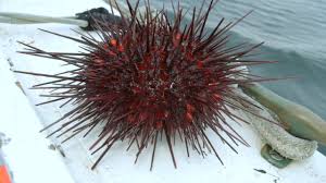 Image result for Mesocentrotus franciscanus