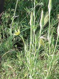 Attēlu rezultāti vaicājumam “Tragopogon heterospermus bud”