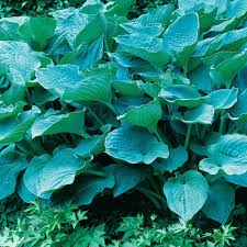 Image result for Hosta sieboldiana 'Elegans'