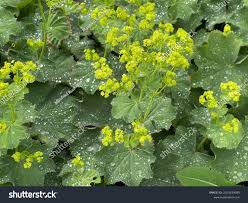 Attēlu rezultāti vaicājumam “Alchemilla subcrenata  flower”