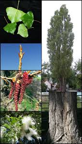 Attēlu rezultāti vaicājumam “Populus nigra”