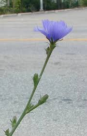 Attēlu rezultāti vaicājumam “Cichorium intybus flower”