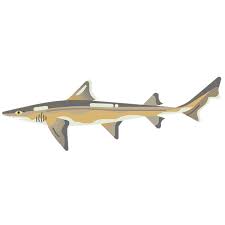 Image result for Mustelus asterias