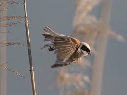 Image result for Remiz pendulinus