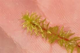 Attēlu rezultāti vaicājumam “Bryum pseudotriquetrum”