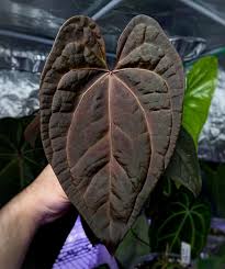 Attēlu rezultāti vaicājumam “Cirsium x rigens leaf”