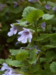 Image result for Glechoma hederacea