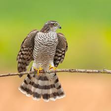 Attēlu rezultāti vaicājumam “Accipiter nisus male”