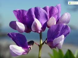 Attēlu rezultāti vaicājumam “Lathyrus japonicus subsp. maritimus fruit”