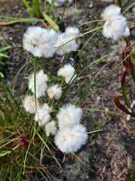 Attēlu rezultāti vaicājumam “Eriophorum angustifolium flower”