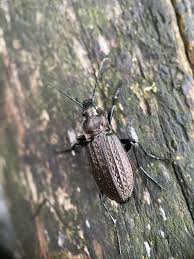 Attēlu rezultāti vaicājumam “Carabus granulatus”