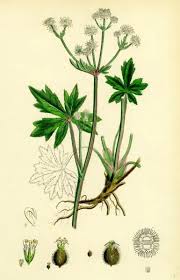 Attēlu rezultāti vaicājumam “Sanicula europaea”