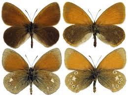 Attēlu rezultāti vaicājumam “Coenonympha glycerion”