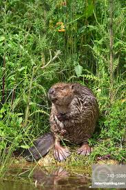 Image result for Castor fiber