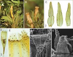 Attēlu rezultāti vaicājumam “Orthotrichum affine var. affine sporophyte”