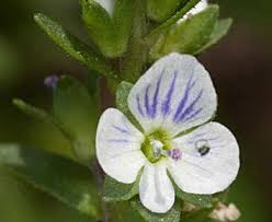Attēlu rezultāti vaicājumam “Veronica serpyllifolia flower”