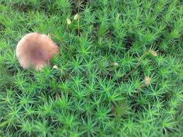 Attēlu rezultāti vaicājumam “Polytrichastrum formosum”