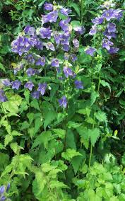 Attēlu rezultāti vaicājumam “Campanula trachelium leaf”