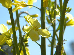 Attēlu rezultāti vaicājumam “Cruciferae”